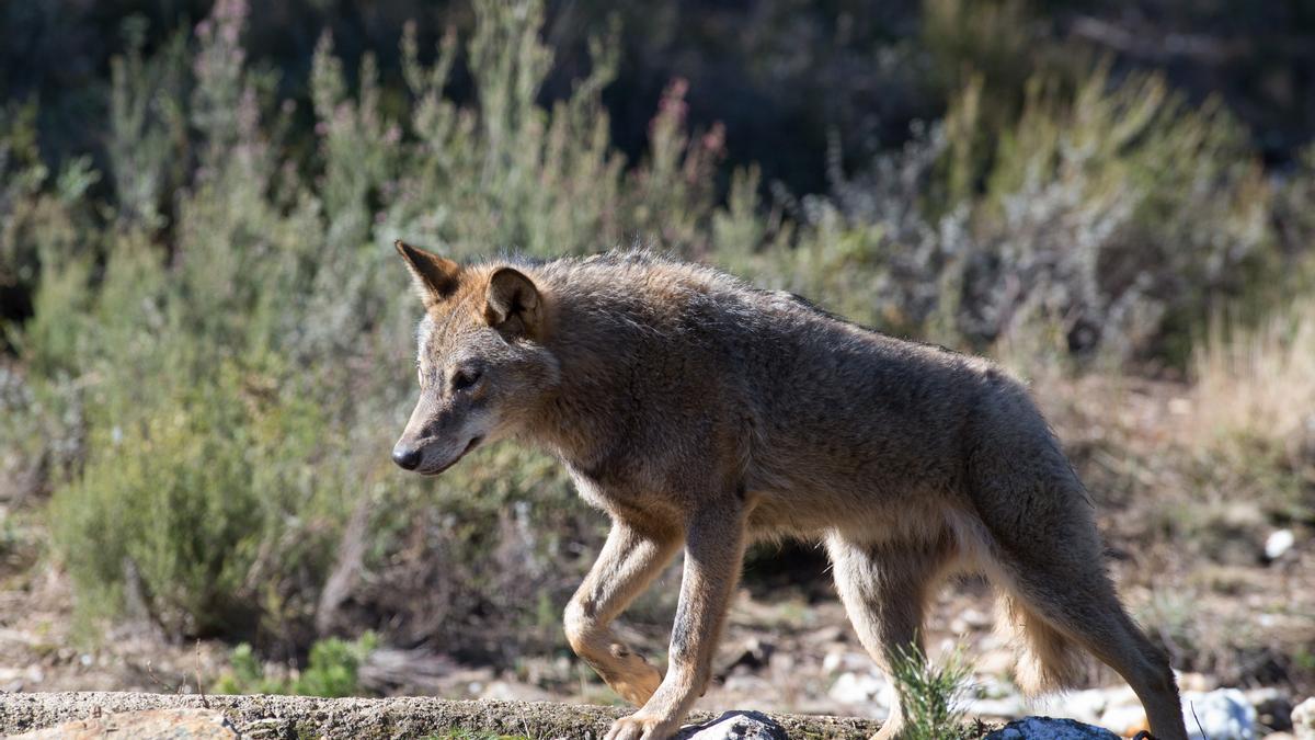 Un lobo ibérico