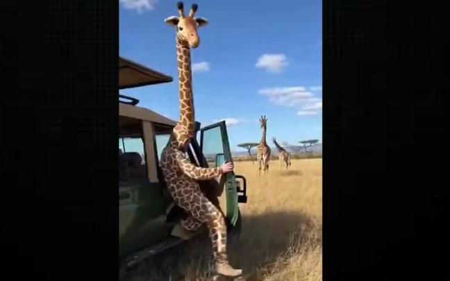 El hombre disfrazado de jirafa sale del todoterreno.