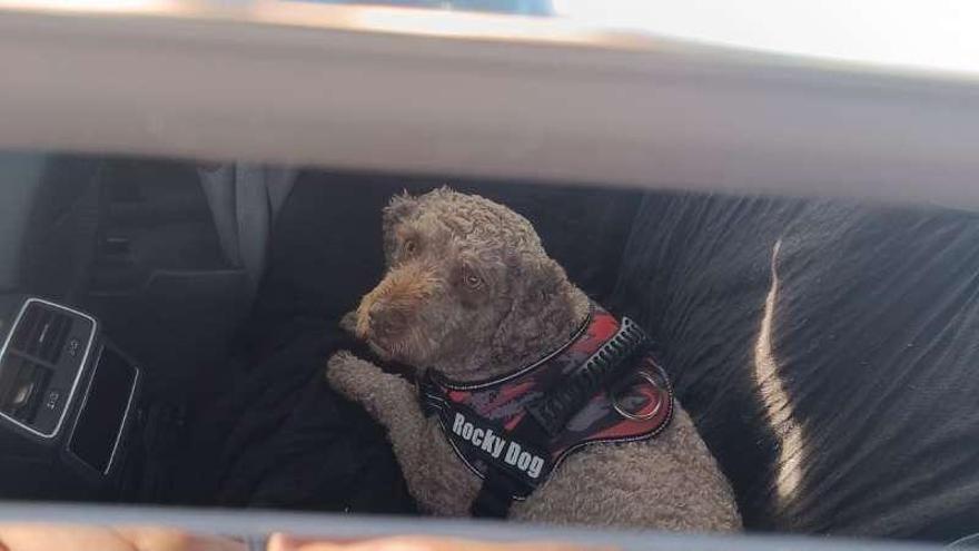 El perro fue encontrado en el interior de un vehículo aparcado junto al Circuito Ricardo Tormo de Cheste.