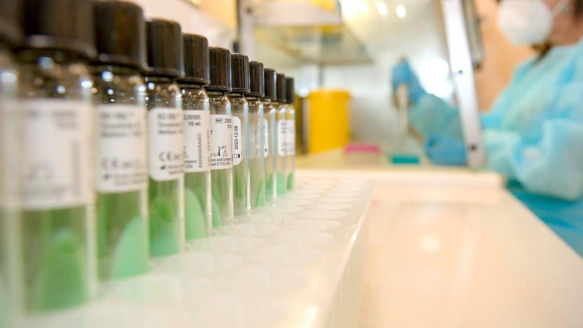 Un lote de vacunas contra el sarampión.