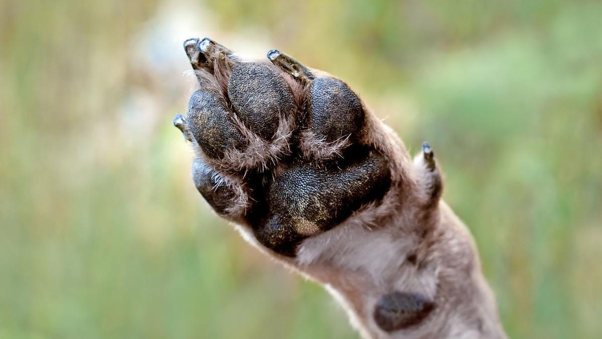 Con la llegada del otoño, es importante revisar las patas de los perros y los gatos.