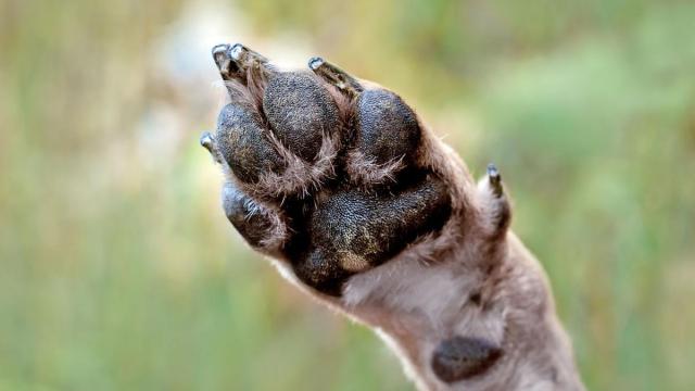 Con la llegada del otoño, es importante revisar las patas de los perros y los gatos.