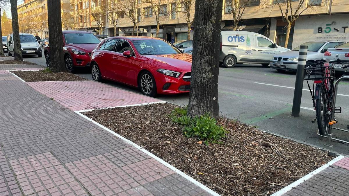 Gasteizek 452.000 euroan esleitu ditu 40.000 zuhaitz-txorko baino gehiagoren mantentze-lanak.