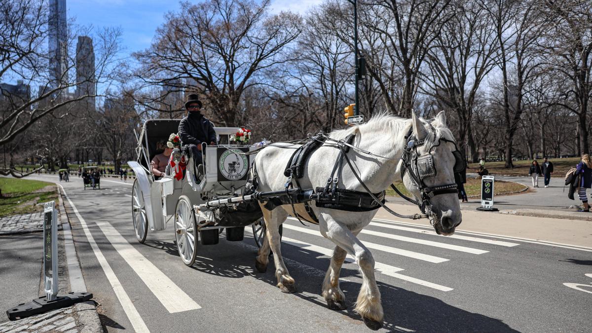 Carruaje de caballos en Central Park.