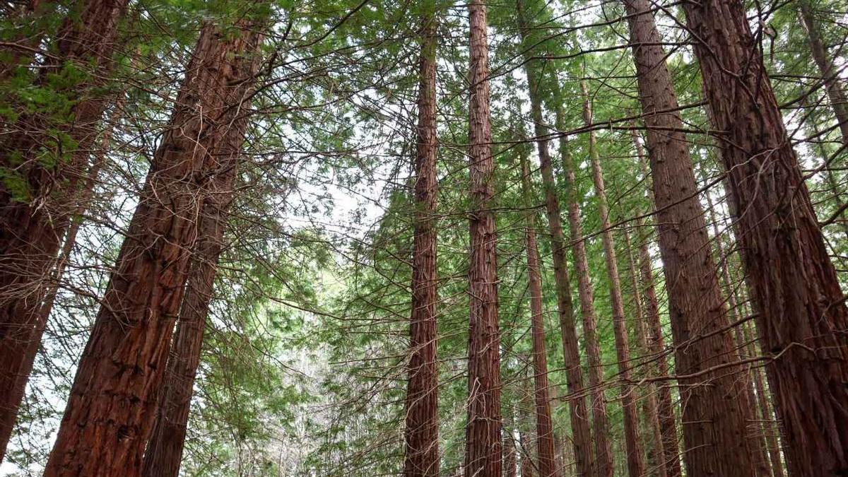 Bosque de Secuoyas de Cabezón de la Sal
