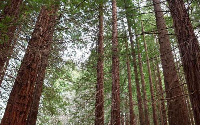 Bosque de Secuoyas de Cabezón de la Sal