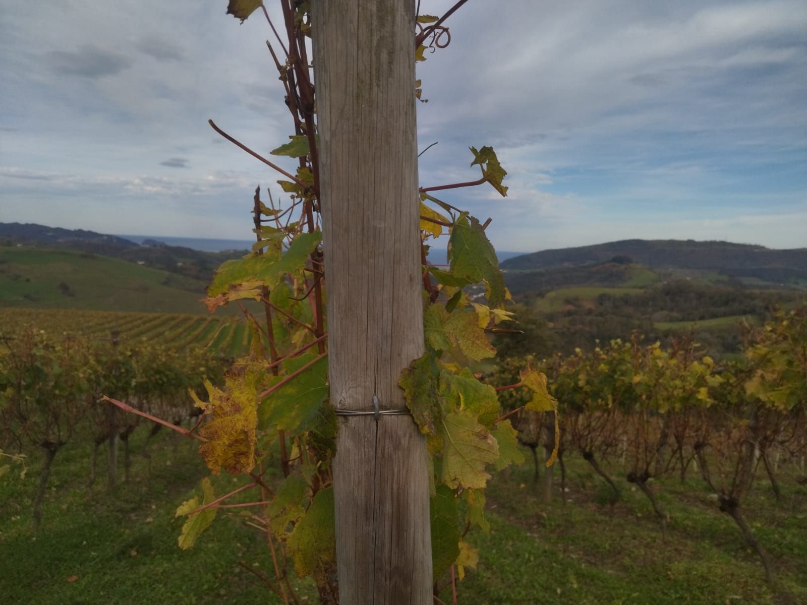 La Bodega K5 en Aia.