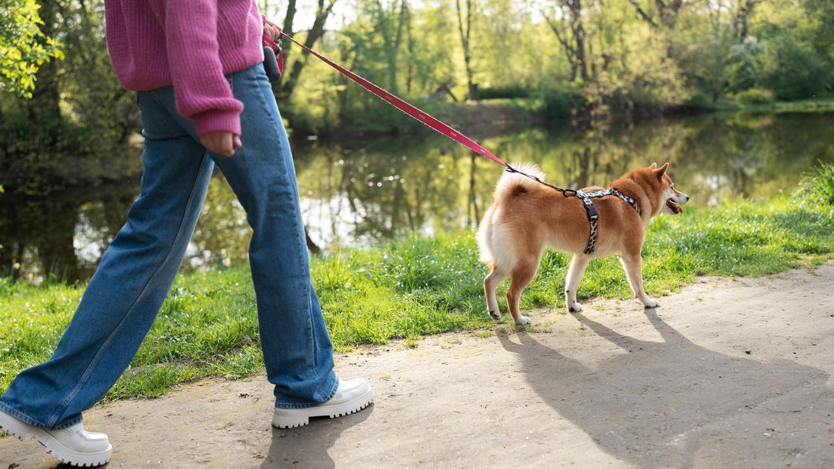 Joven pasea junto a su perro a orillas del río