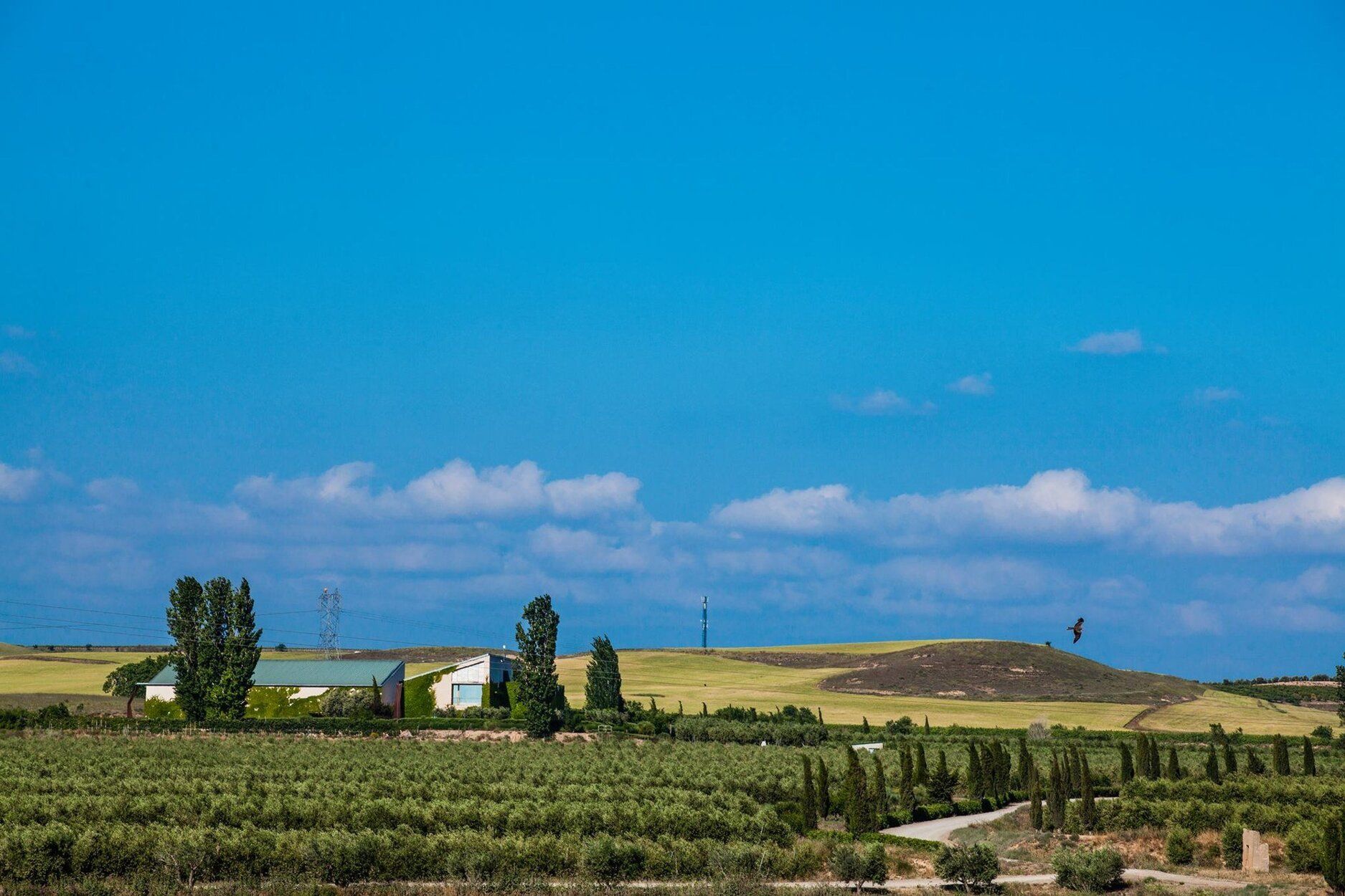 Vista de la finca ecológica de Aceites Artajo.