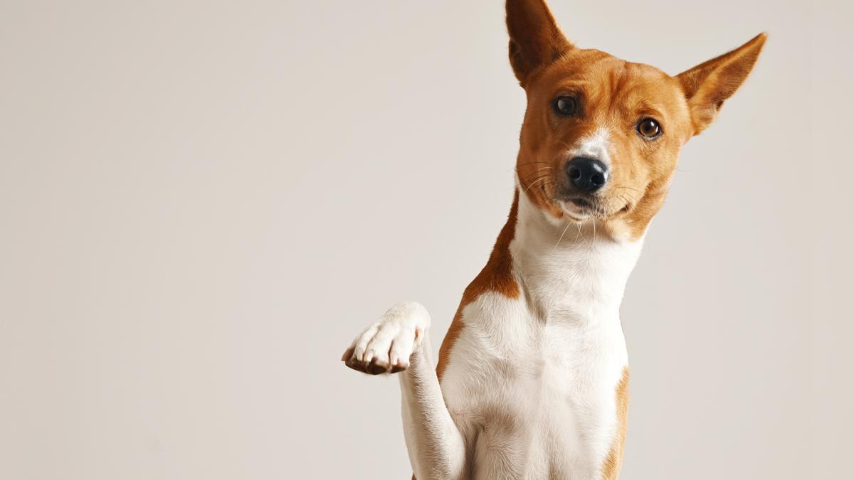 Aprende cómo dar mimos a tu mascota