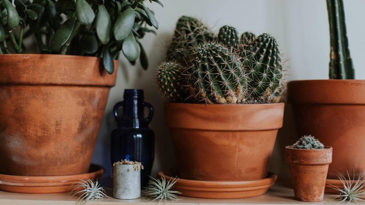 Cactus.