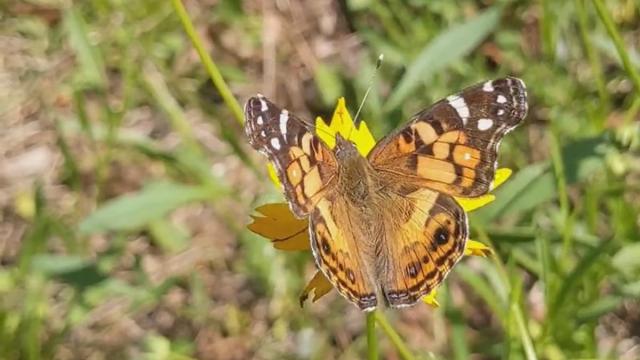 Un ejemplar de 'Vanessa virginiensis'.