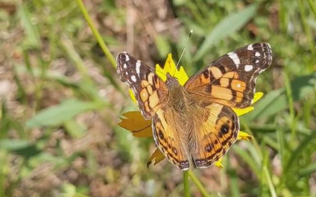 Un ejemplar de 'Vanessa virginiensis'.