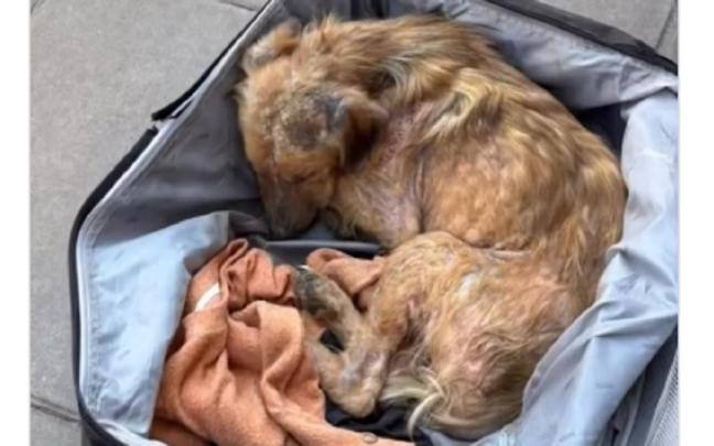 El pobre perro, resignado en la maleta.