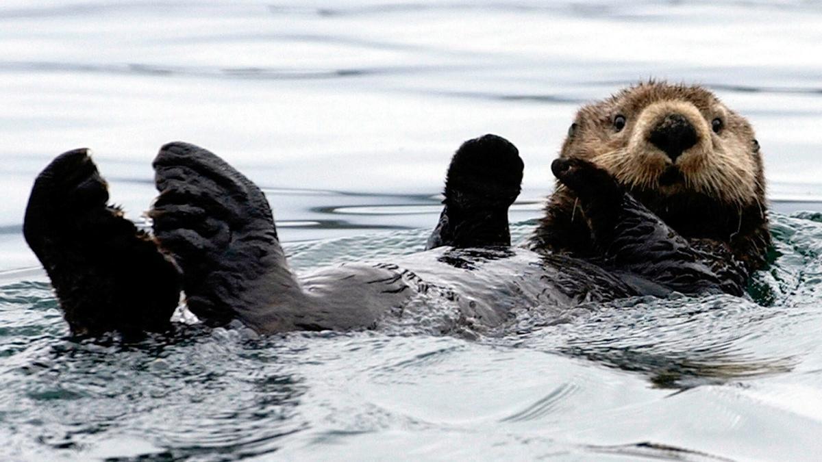 Una nutria, bañándose feliz ajena a esta historia.