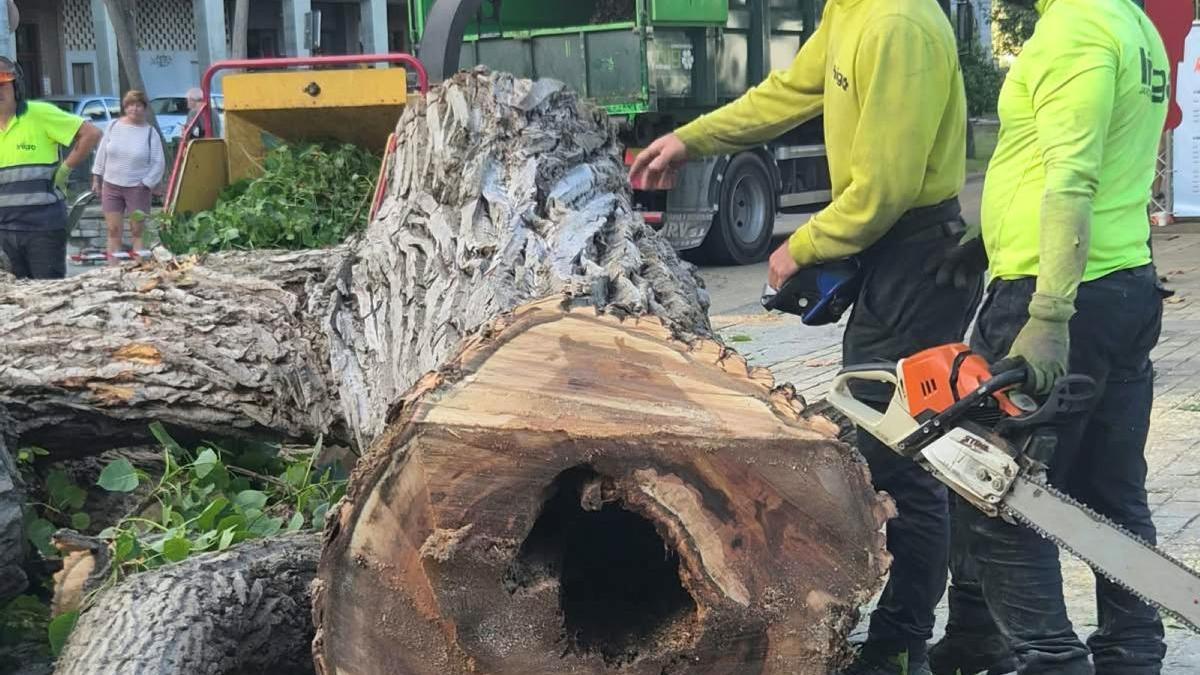 El álamo talado presentaba un serio deterioro en su parte interior que lo convertía en un riesgo, según los informes técnicos.
