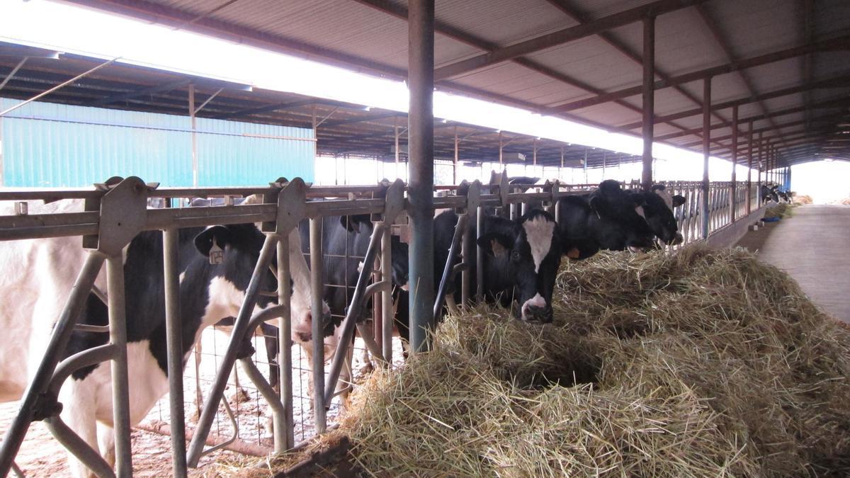 Explotación de vacuno de leche en Los Pedroches.