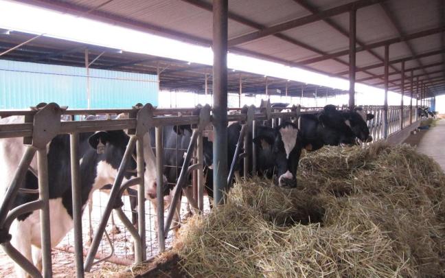 Explotación de vacuno de leche en Los Pedroches.