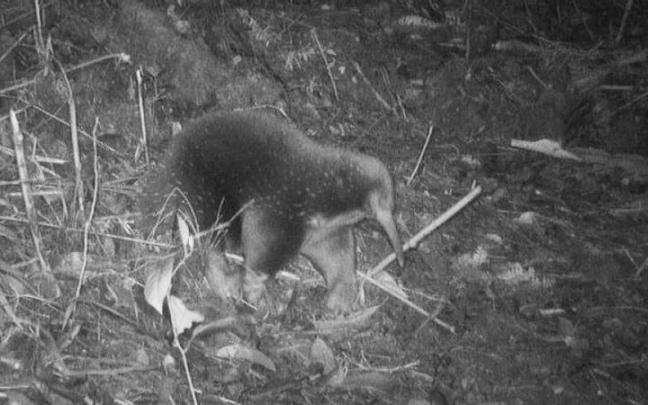 Equidna de pico largo.