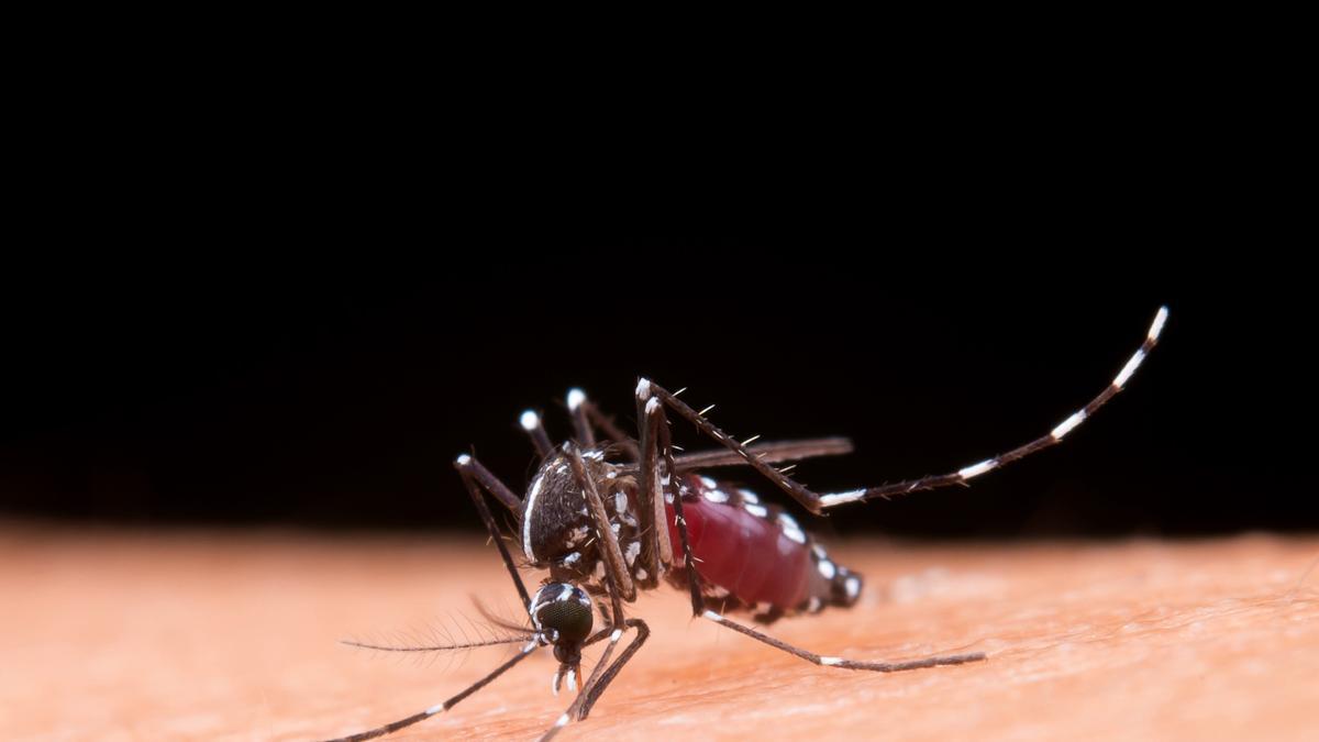 Mosquito en una piel humana
