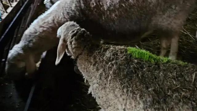 Una de las ovejas, con hierba en su lana.