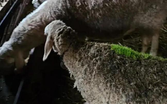 Una de las ovejas, con hierba en su lana.