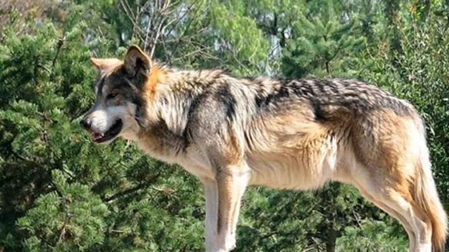 El debate sobre la protección del lobo vuelve al Ejecutivo comunitario.