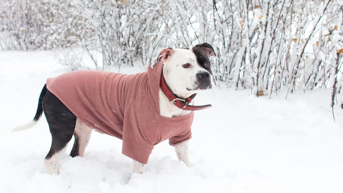 Un perro disfruta de la nieve, pero se mantiene bien abrigado contra las bajas temperaturas.