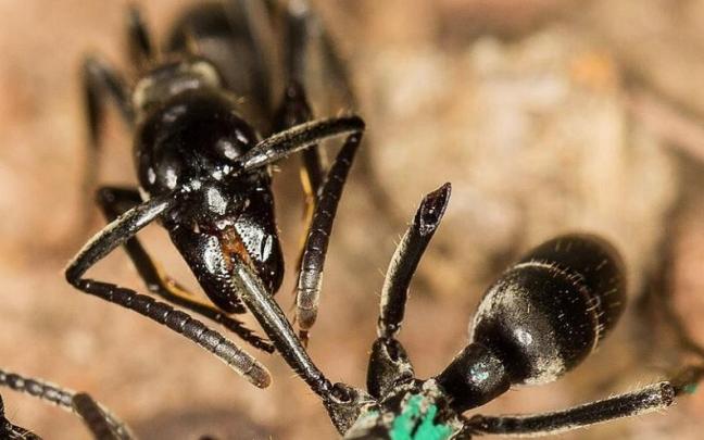 Hormigas, en una imagen de archivo.