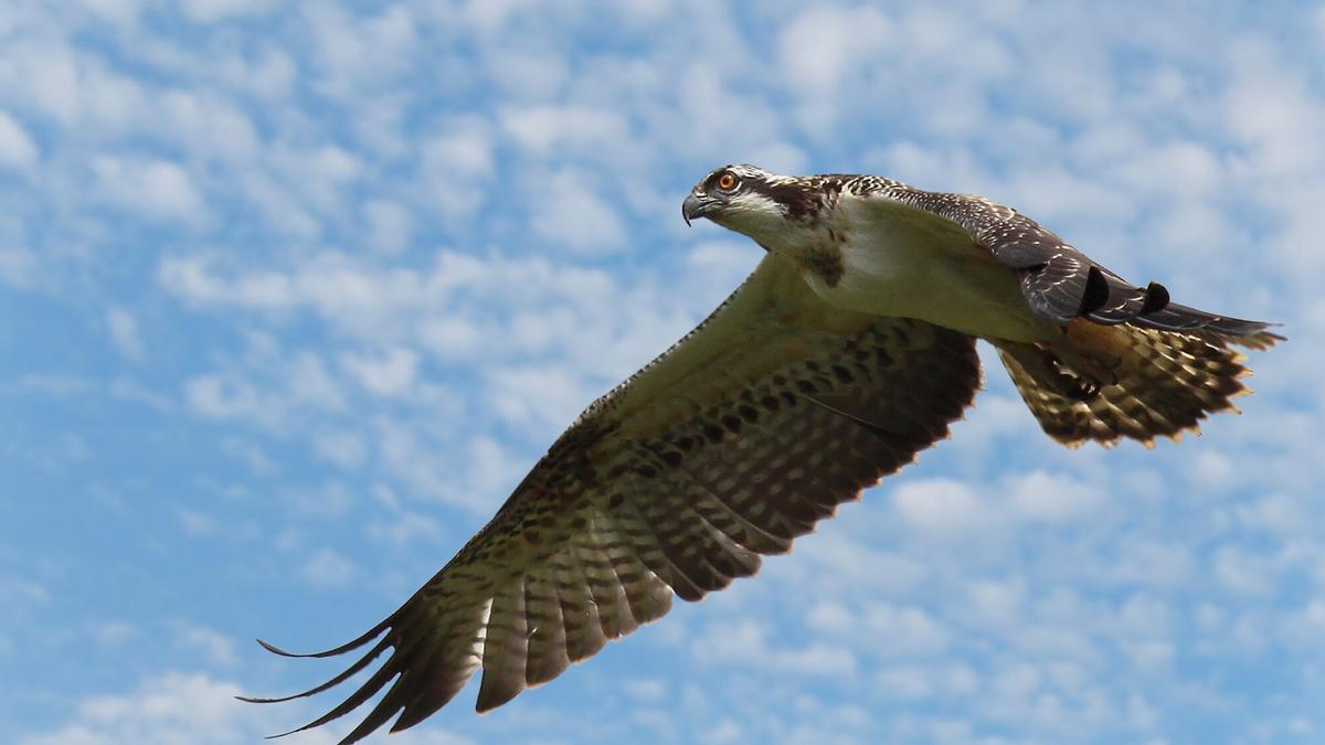 En imágenes: Las espectaculares aves que podemos avistar este otoño en Euskal Herria