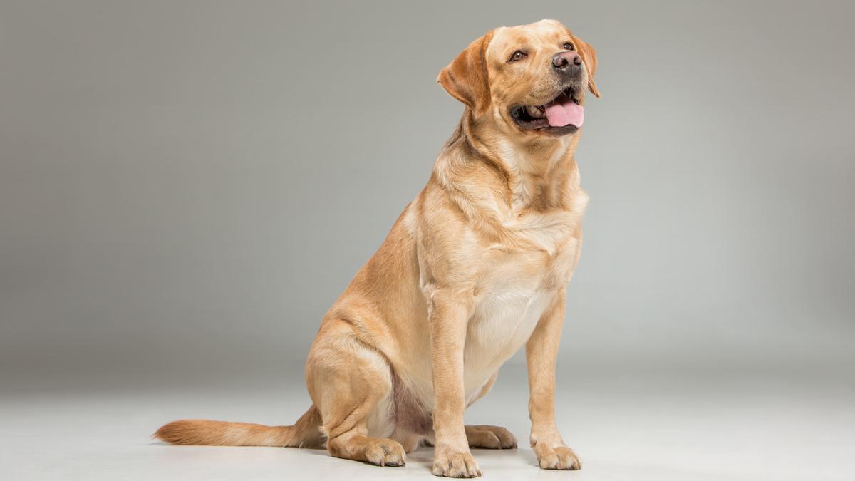 Perro de la raza labrador retriever sentado.