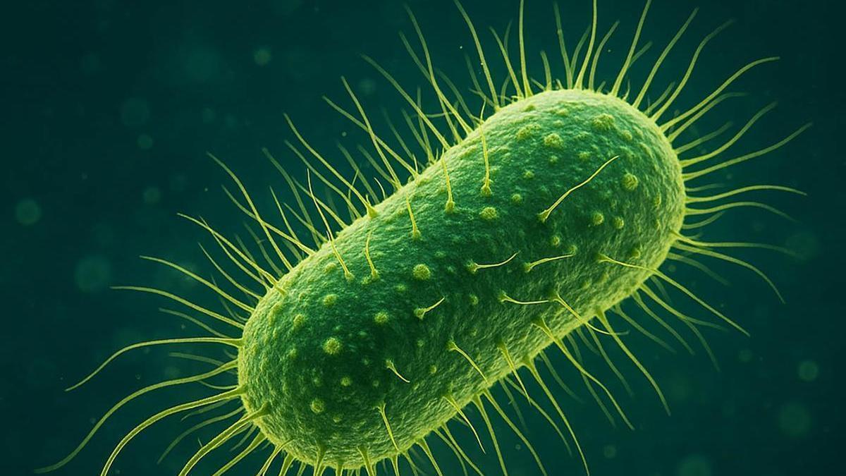 El Departamento de Salud de Florida ha alertado de la presencia de la bacteria 'Vibrio vulnificus'