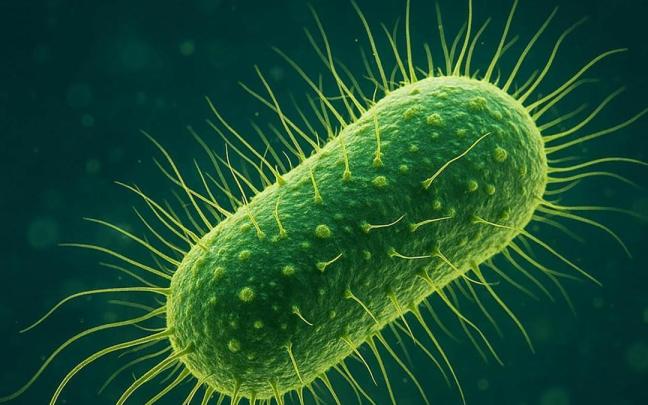 El Departamento de Salud de Florida ha alertado de la presencia de la bacteria 'Vibrio vulnificus'
