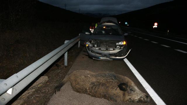 Un jabalí muerto en un accidente de tráfico.