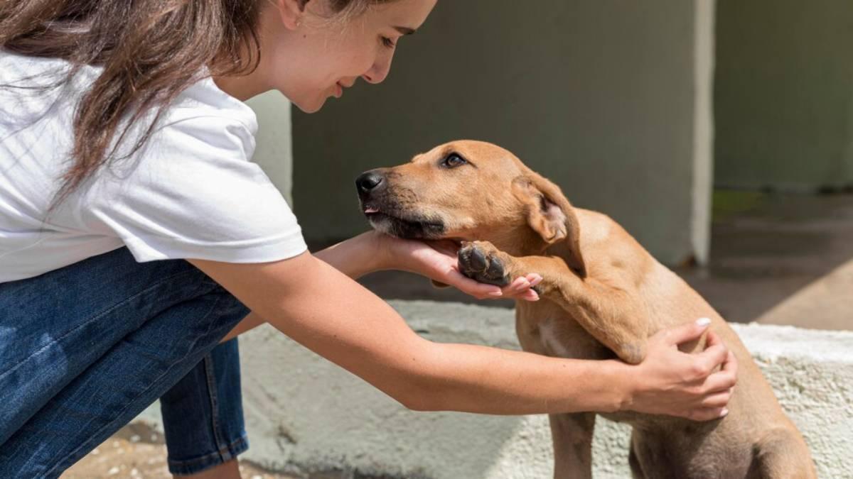 Perro adoptado junto a su nueva dueña