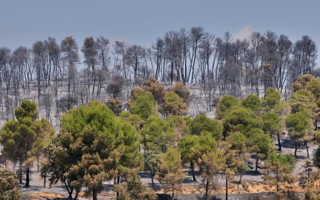 Estabilizado el incendio forestal en Teruel y desmovilizada la unidad de emergencia
