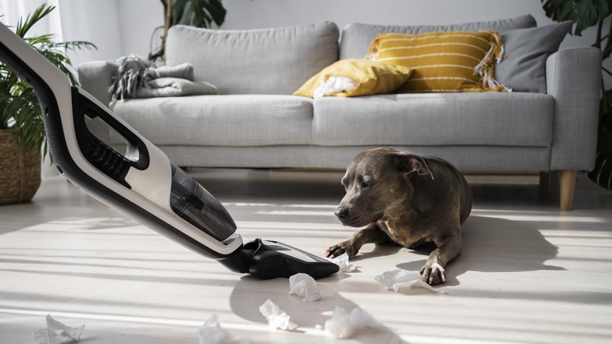 La destrucción es, en muchos casos, su forma de llamar la atención o aliviar el malestar interno.