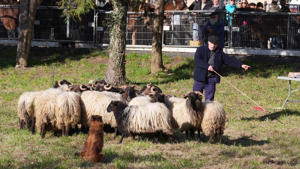 La feria de San Blas de Abadiño, en imágenes