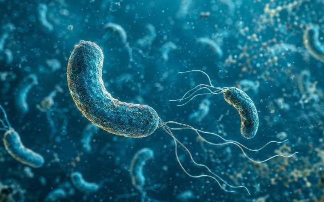 ibrio vulnificus, el microorganismo conocido popularmente como la bacteria 