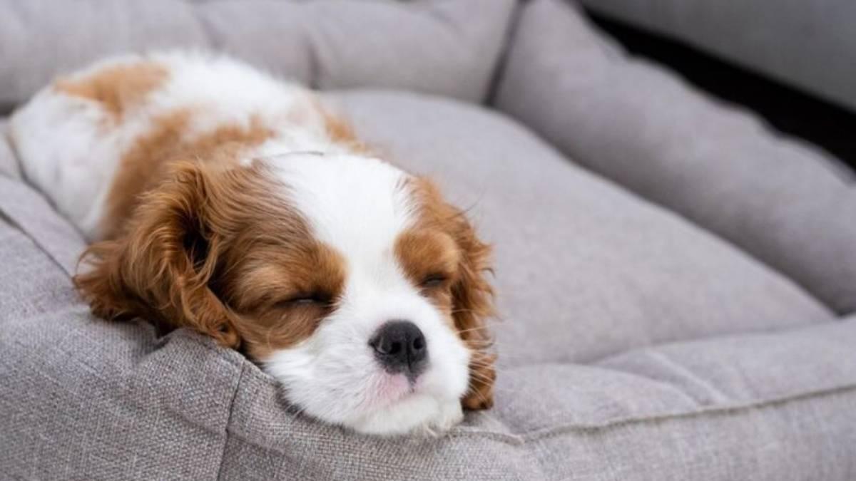Aunque los perros duermen muchas horas al día (entre 12 y 14 en adultos), un aumento inusual del sueño puede ser un indicador de aburrimiento o tristeza.