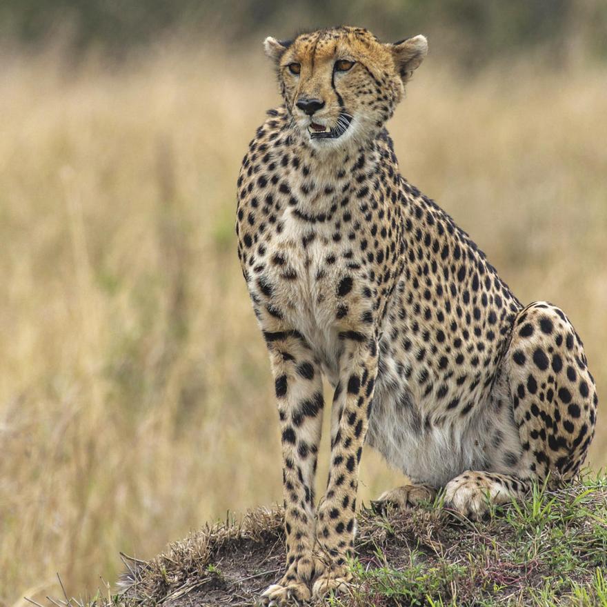 El guepardo ('Acinonix jubatus') sí es un felino y no puede rugir.