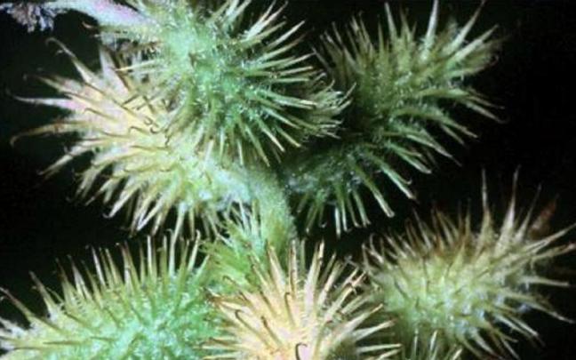 La bardana común ('Xanthium strumarium'). La bardana común ('Xanthium strumarium').