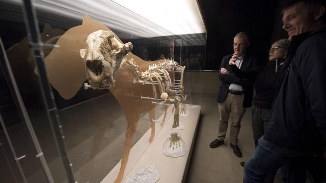 El ejemplar hallado en Mutriku pertenece a la misma especie que el león de las cavernas encontrado en la cueva oñatiarra de Arrikrutz en 1966.