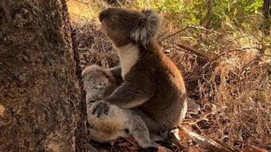El koala macho, sujetando el cuerpo de la hembra fallecido.