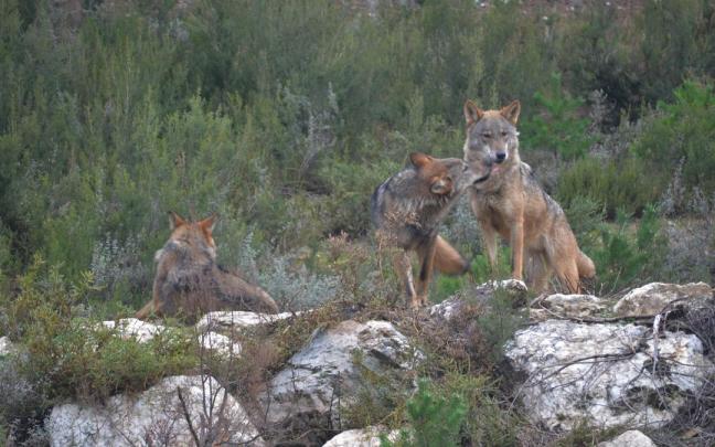 Ejemplares de lobo ibérico en el centro de conservación del lobo de la Fundación Patrimonio Natural y Biodiversidad de la Junta de Castilla y León.