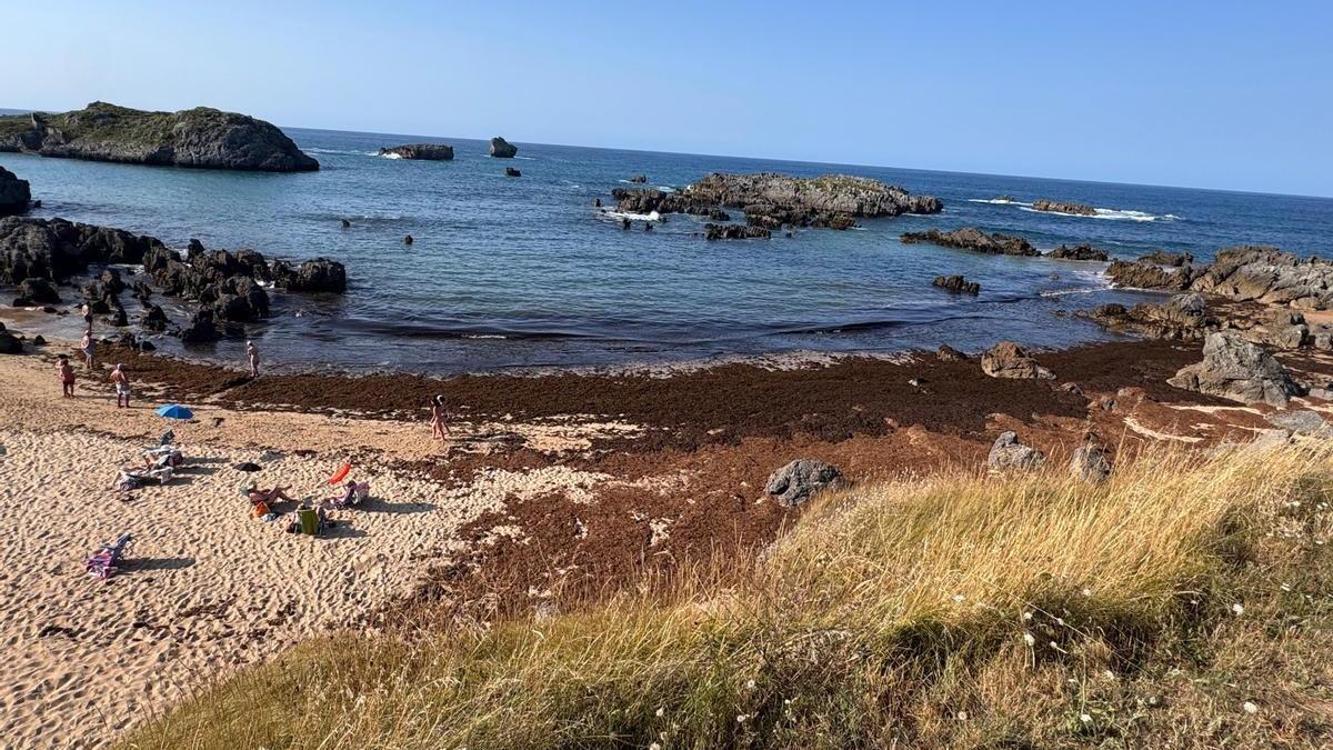 El alga asiática ha llegado también a la playa de Berria, en Santoña (Cantabria).
