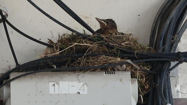Un polluelo, en el nido.