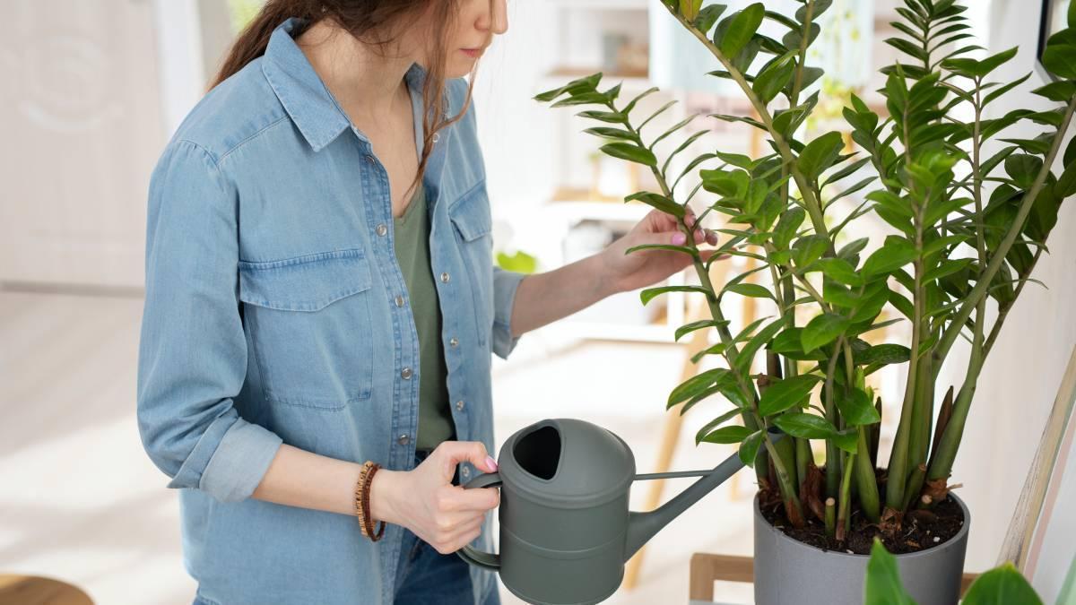 Chica riega una planta de interior.