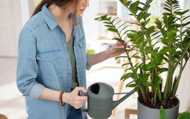 Chica riega una planta de interior.