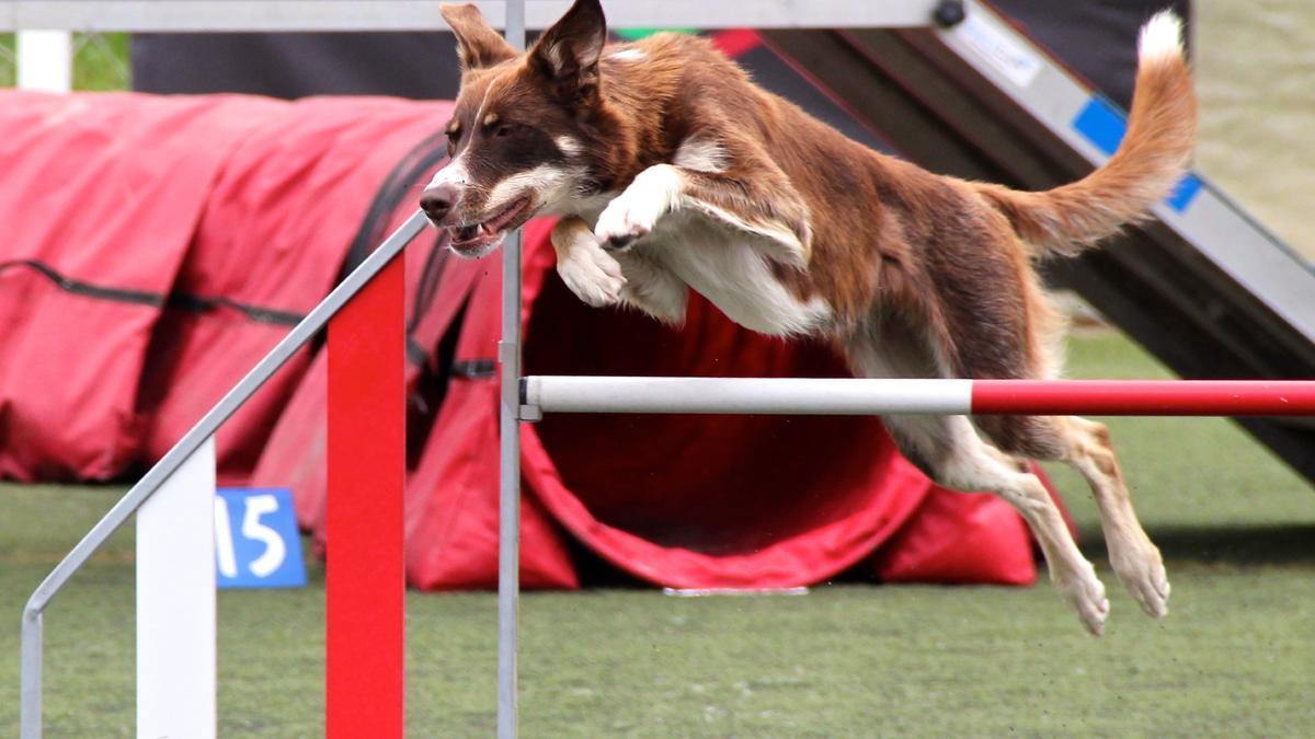 Prueba en un campeonato de agilidad canina